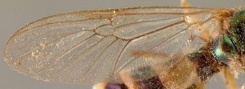 Media type: image;   Entomology 12540 Aspect: wing